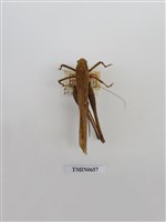 藏品(直翅目)的圖片